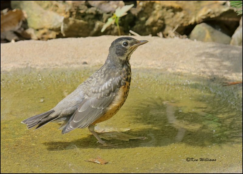 American Robin fledgling, Rogers Co yard, OK , 5-21_2023.0L0A7174Dz.jpg