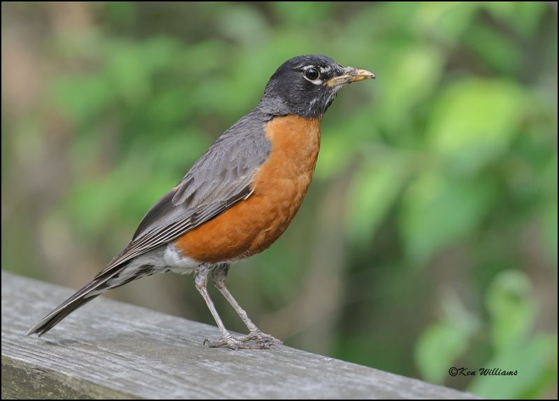 American Robin, Magee Marsh, OH, 05_23_2023.0L0A7496Dz.jpg