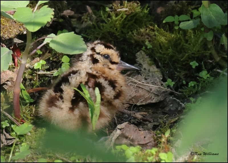 : American Woodcock :