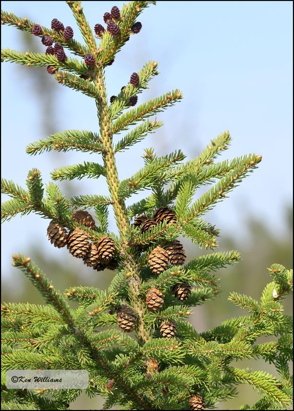 Black Fir, Big Bog Boardwalk, MN 5-27_2023_0L0A9225Dze.jpg