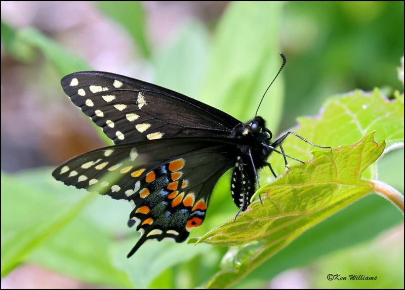 Black Swallowtail, Magee Marsh, OH, 05_24_2023.0L0A7955Dz.jpg