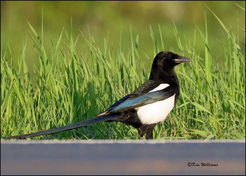 Black-billed Magpie, Red Lake, MN 5-27_2023.0L0A9389Dz.jpg