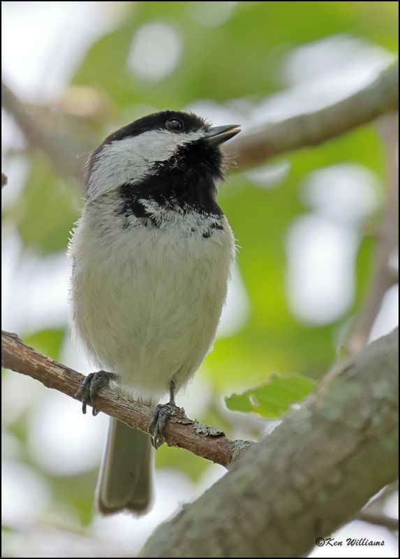 Black-capped Chickadee, Magee Marsh, OH,, 05_23_2023.0L0A7200Dz.jpg