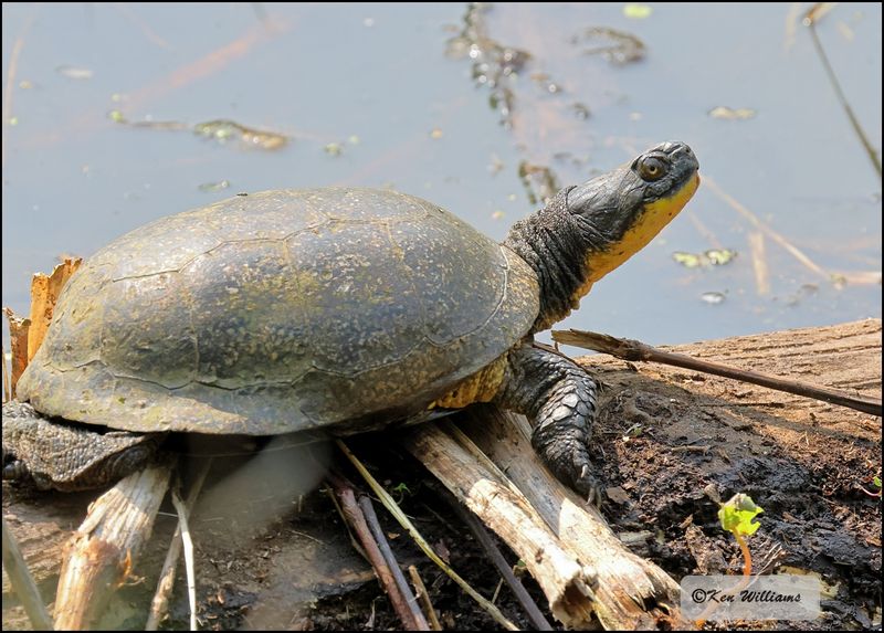 Blanding's Turtle, Emys blandingii, Magee Marsh, OH, 05_24_2023.0L0A7857Dze.jpg