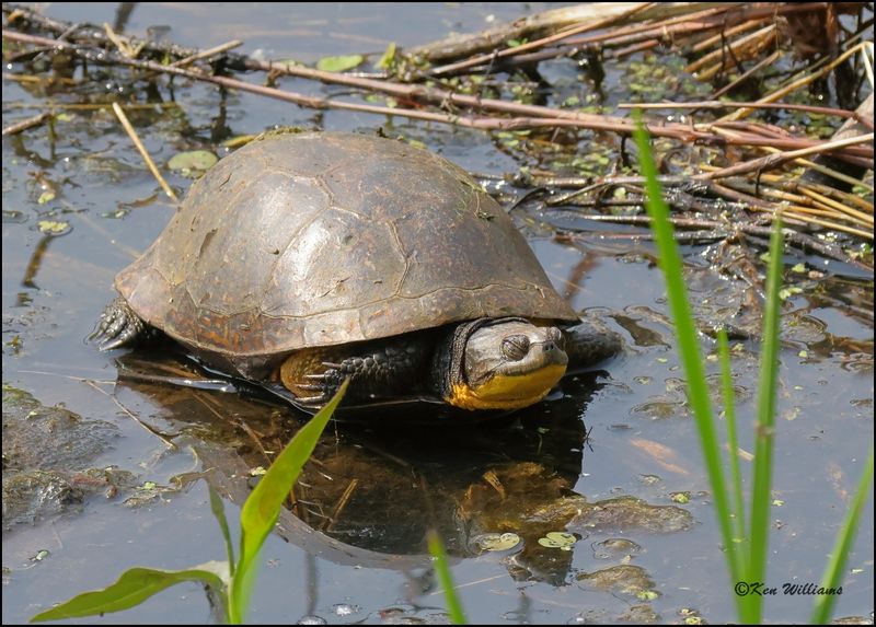 Blanding's Turtle, Emys blandingii, Magee Marsh, OH, 05_24_2023.0L0A7874Dz.jpg