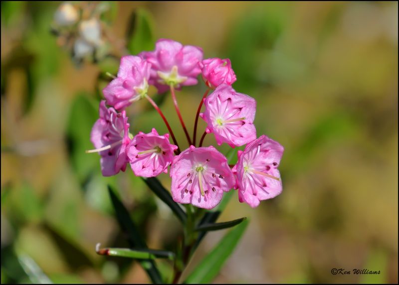 Bog Laurel, Kalmia polifolia, Big Bog Boardwalk, MN 5-28_2023._0L0A9108Dz.jpg