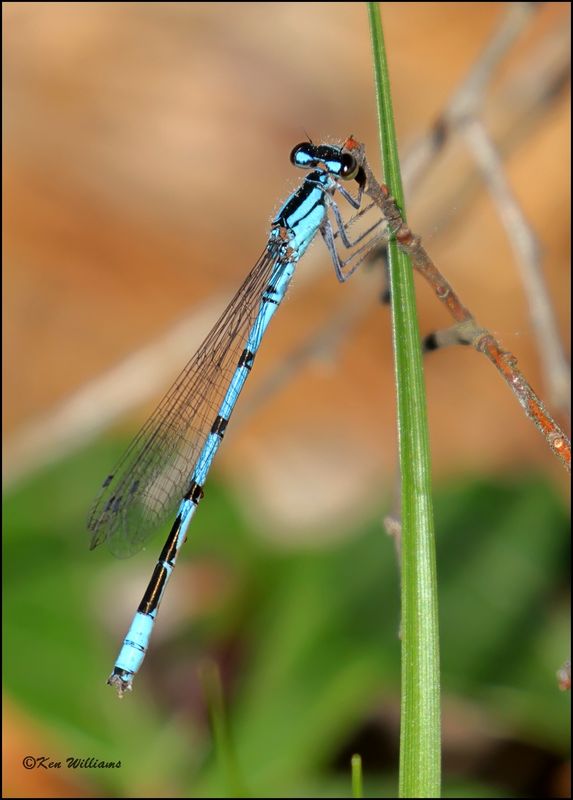Boreal Bluet male, Grayling, OH, 05_25_2023_0L0A8688Dz.jpg