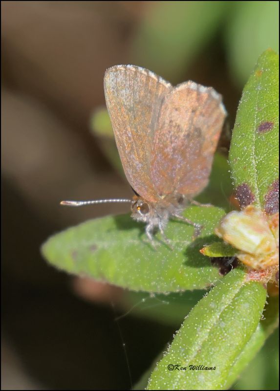 Brown Elfin, Big Bog Boardwalk, MN 5-28_2023._0L0A9206Dz.jpg