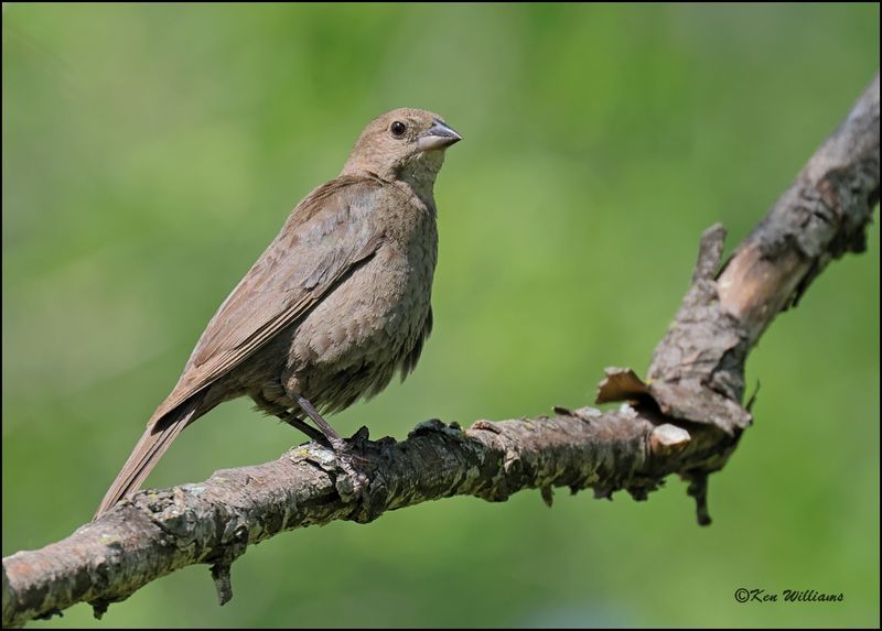 Brown-headed Cowbird female, Rogers Co yard, OK, 5-21_2023.0L0A7177Dze.jpg