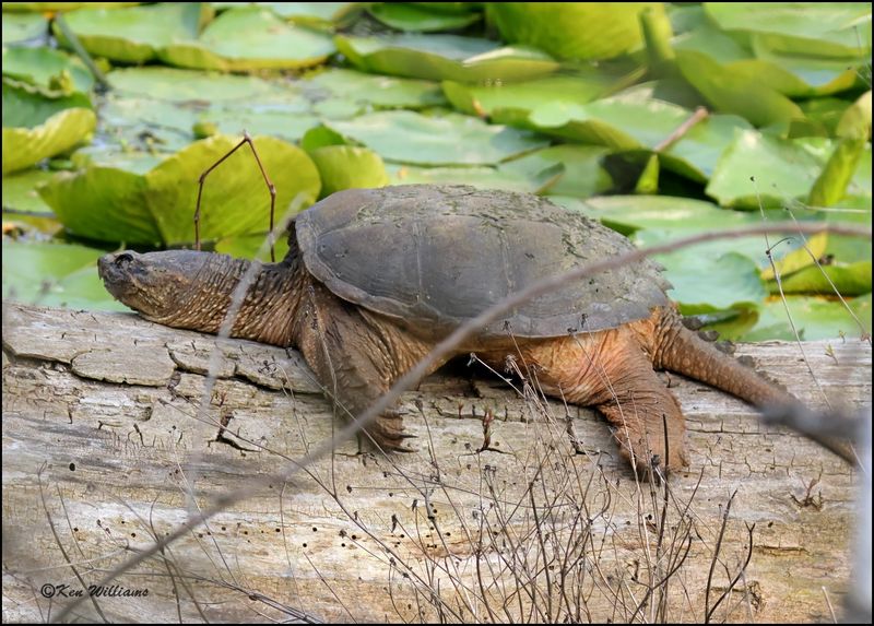 Common Snapping Turtle, Magee Marsh, OH, 05_23_2023.0L0A7502Dz.jpg