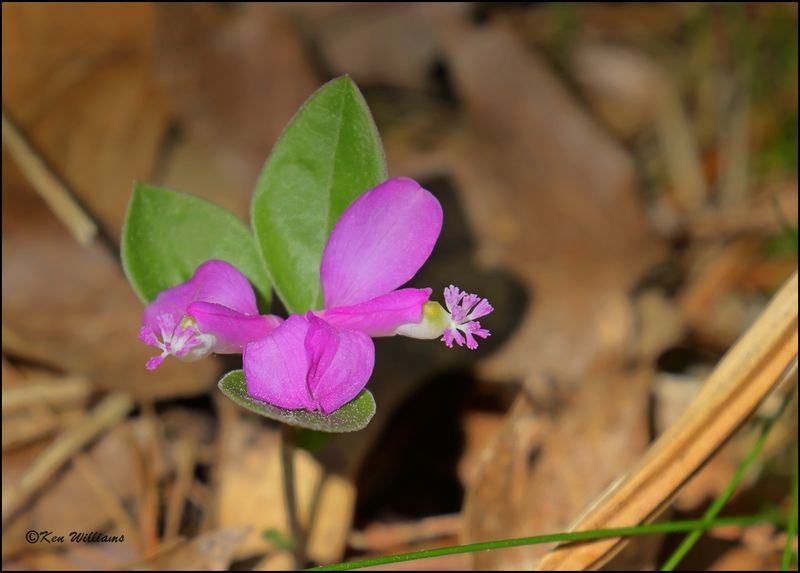 Fringed Polygala, Polygala paucifolia, Grayling, OH, 05_25_2023_0L0A8762Dz.jpg