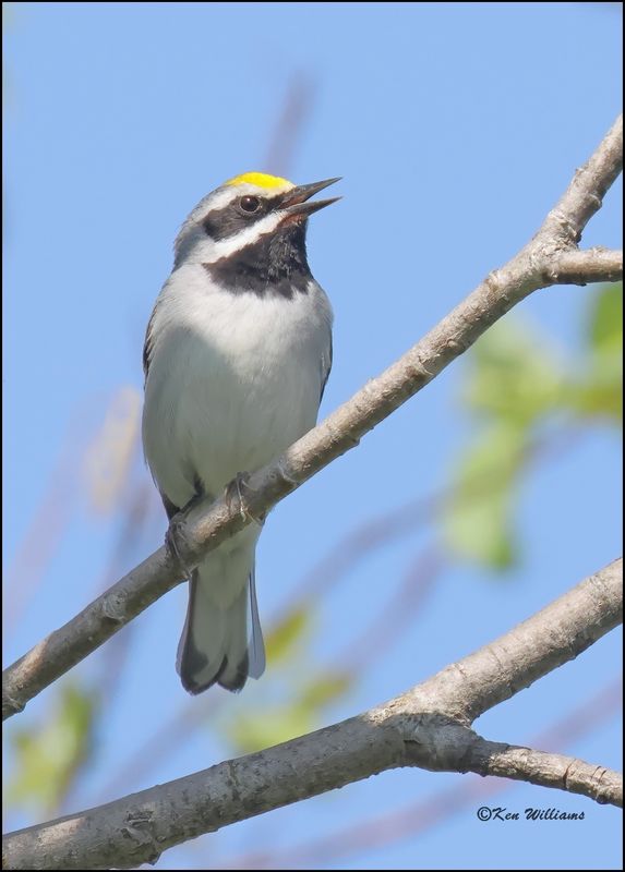: Golden-winged Warbler: