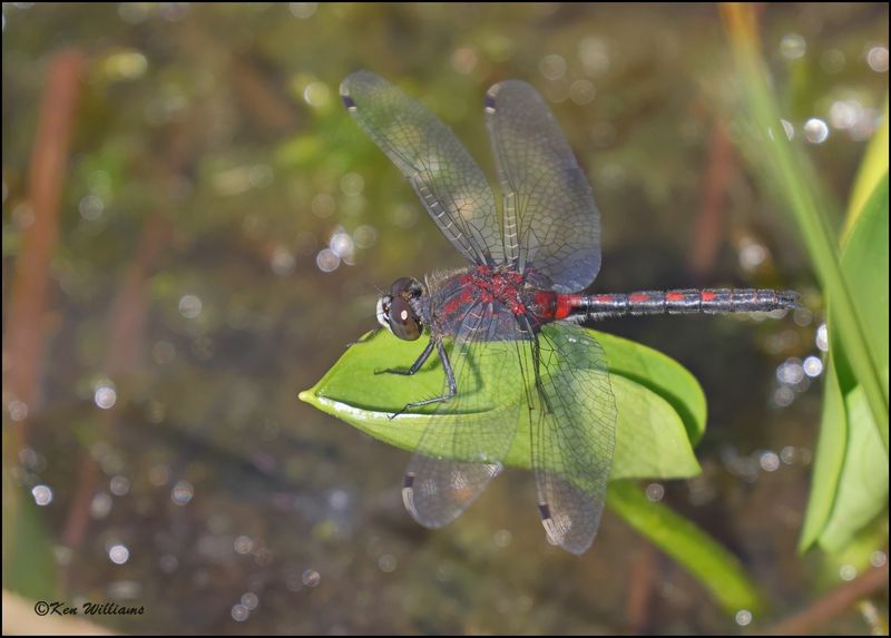 Hudsonian Whiteface, Big Bog Boardwalk, MN, 5-28_2023_0L0A9147Dz.jpg