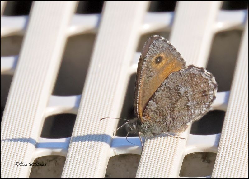 :Arctic Skipper: