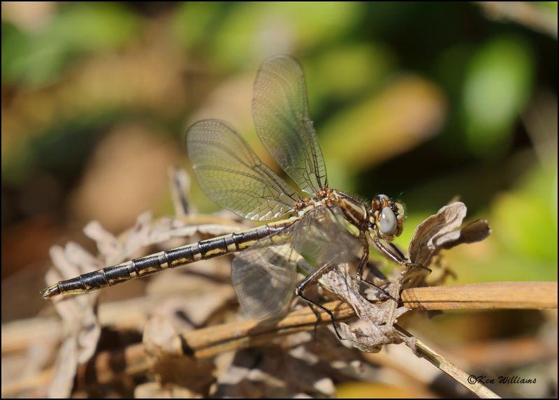 Lancet Clubtail, Phanogomphus exilis, Grayling, OH, 05_25_2023_0L0A8712Dz.jpg