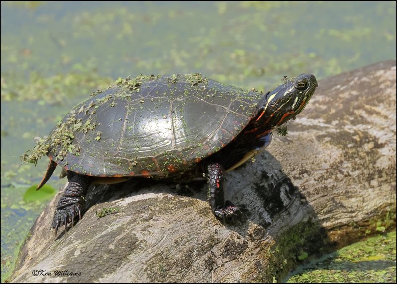 Painted Turtle, Magee Marsh, OH, 05_24_2023.0L0A7981Dz.jpg