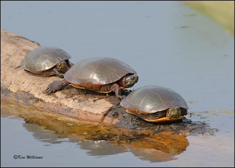 Painted Turtles, Magee Marsh, OH, 05_23_2023.0L0A7419Dz.jpg