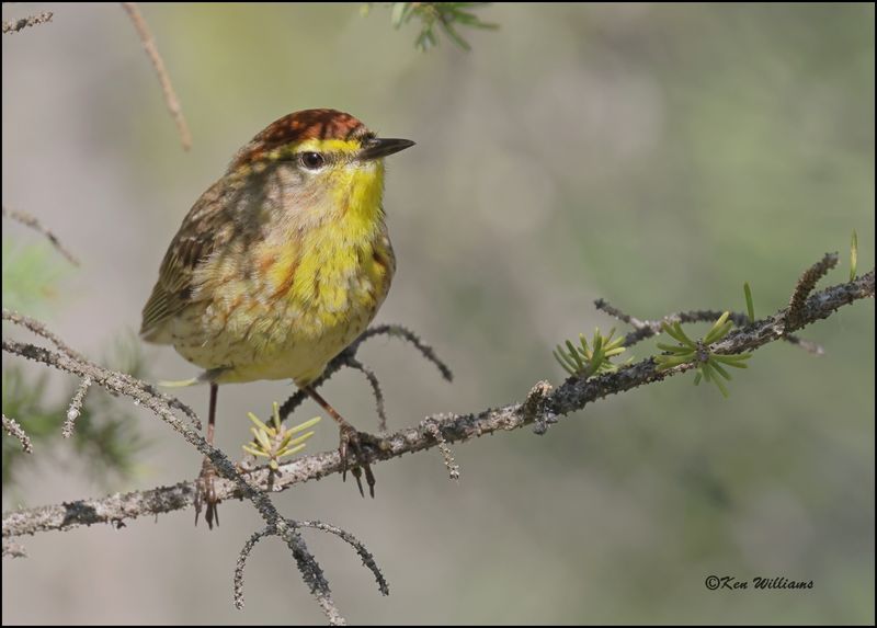 Palm Warbler male, Big Bog Boardwalk, MN 5-28_2023.0L0A9598Dz.jpg