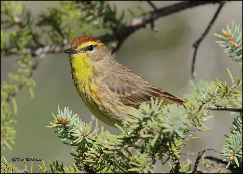 Palm Warbler male, Big Bog Boardwalk, MN 5-28_2023.0L0A9614Dz.jpg