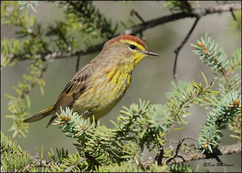 Palm Warbler male, Big Bog Boardwalk, MN 5-28_2023.0L0A9615Dz.jpg