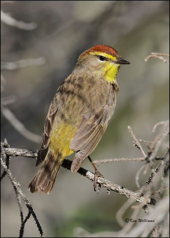 Palm Warbler male, Big Bog Boardwalk, MN 5-28_2023.0L0A9619Dz.jpg