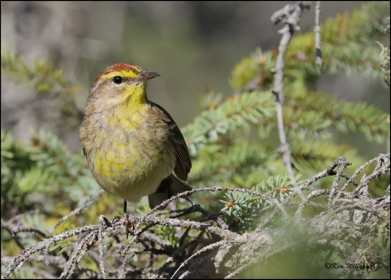 Palm Warbler, Big Bog Boardwalk, MN 5-27_2023.0L0A9331Dz.jpg