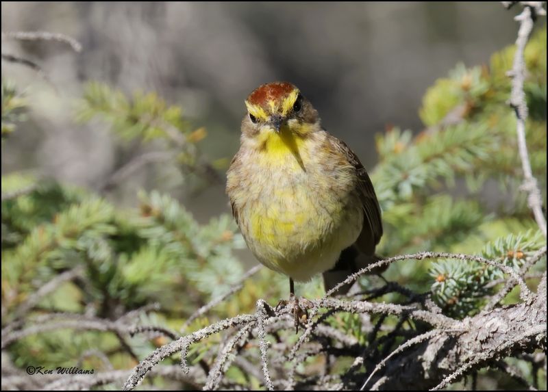 Palm Warbler, Big Bog Boardwalk, MN 5-27_2023.0L0A9351Dze.jpg