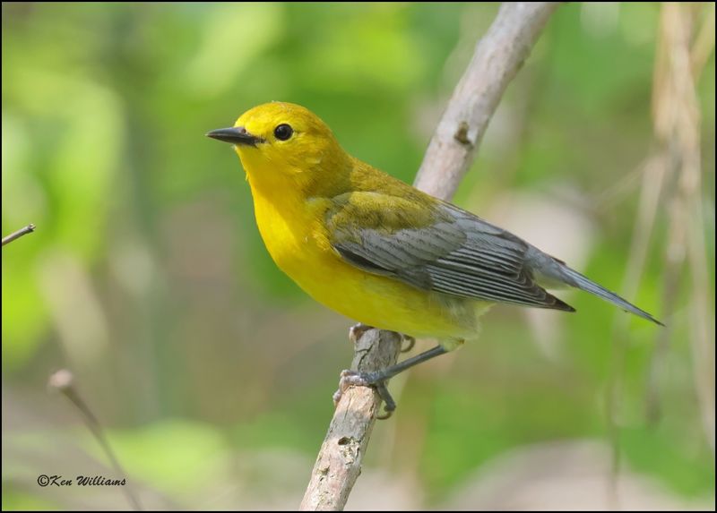 Prothonotary Warbler, Magee Marsh, OH, 05_23_2023.0L0A7306Dz.jpg