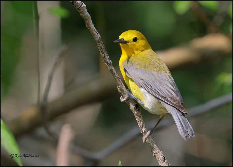 Prothonotary Warbler, Magee Marsh, OH, 05_23_2023.0L0A7321Dz.jpg