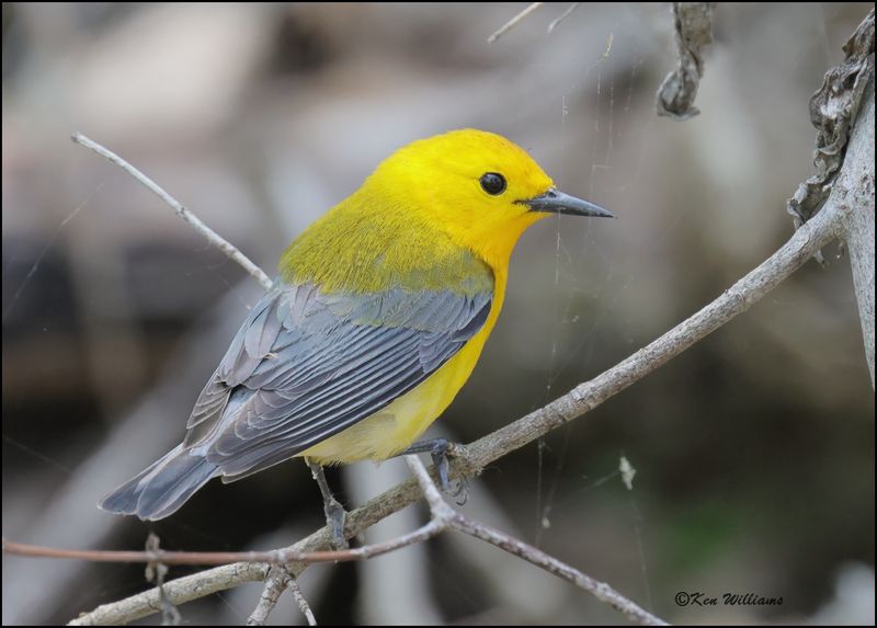 Prothonotary Warbler, Magee Marsh, OH, 05_24_2023.0L0A7880D-dz.jpg