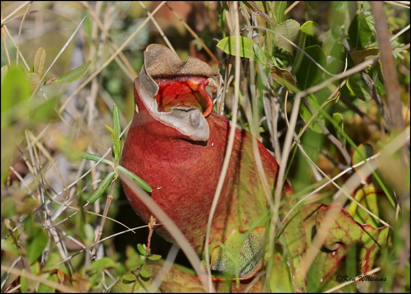 Purple Pitcher Plant, Sarracenia purpurea, Big Bog Boardwalk, MN 5-27_2023_0L0A9193Dz.jpg