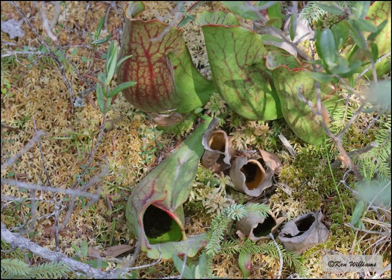 Purple Pitcher Plant, Sarracenia purpurea, Big Bog Boardwalk, MN 5-27_2023_0L0A9275Dz.jpg