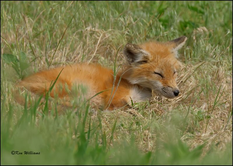 Red Fox juvenile, Magee Marsh, OH, 05_23_2023.0L0A7354Dz.jpg