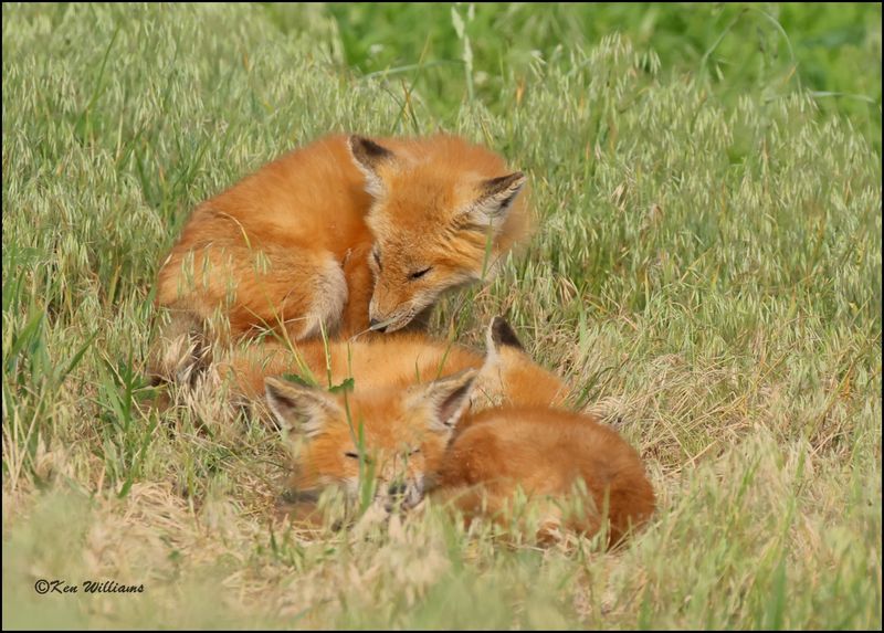 Red Fox juveniles, Magee Marsh, OH, 05_23_2023.0L0A7577Dz.jpg