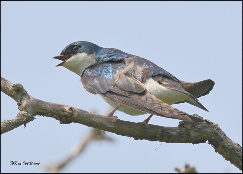 Tree Swallow, Magee Marsh, OH, 05_23_2023.0L0A7390Dz.jpg