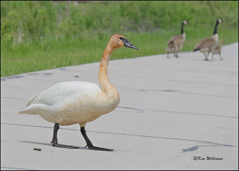 Trumpeter Swan