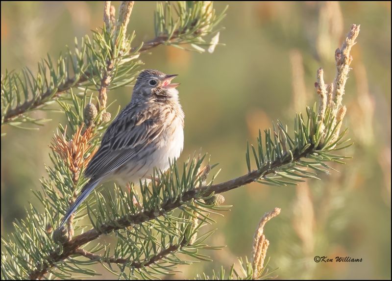Vesper Sparrow Greyling, MI, 5-25_2023.0L0A9007Dz.jpg