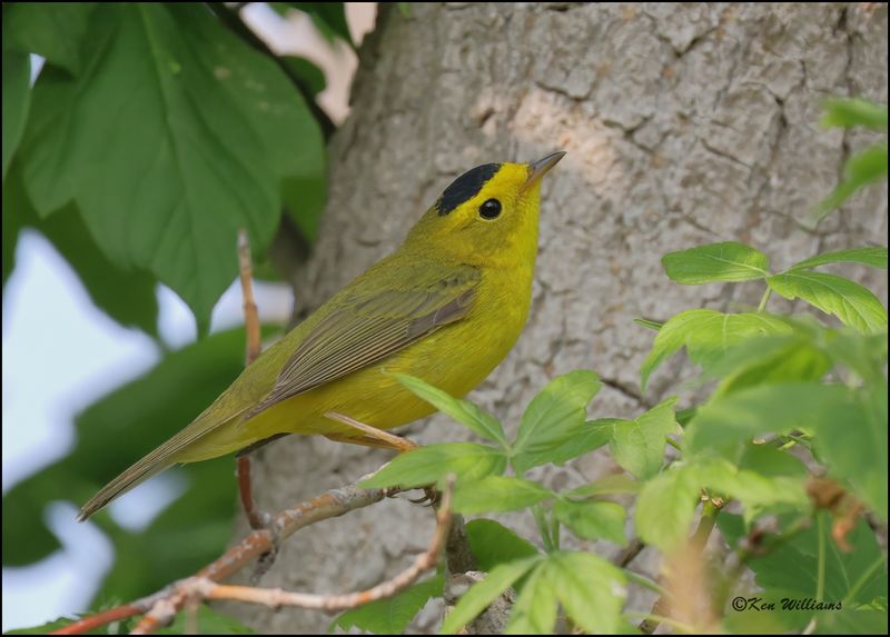 Wilson's Warbler Magee Marsh, OH, 05_23_2023.0L0A7464Dz.jpg