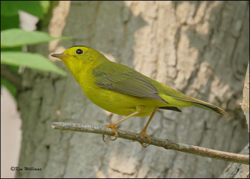 Wilson's Warbler Magee Marsh, OH, 05_23_2023.0L0A7486Dze.jpg
