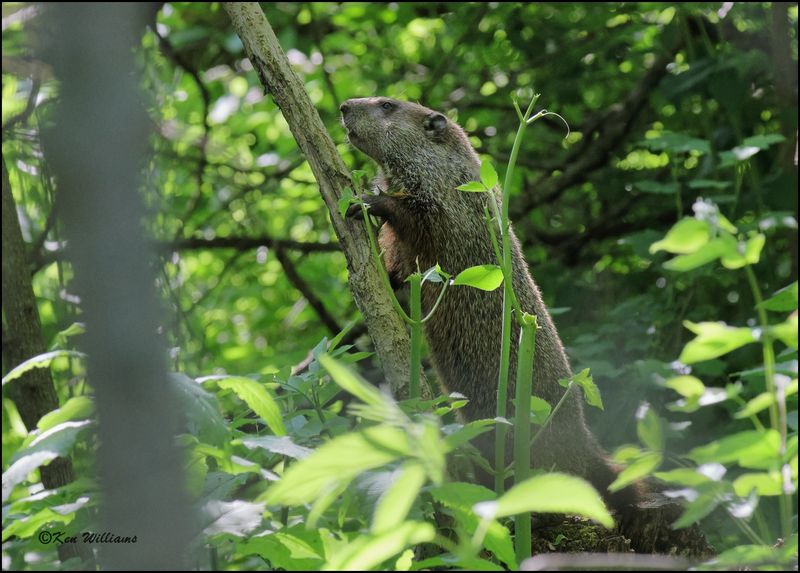 Woodchuck