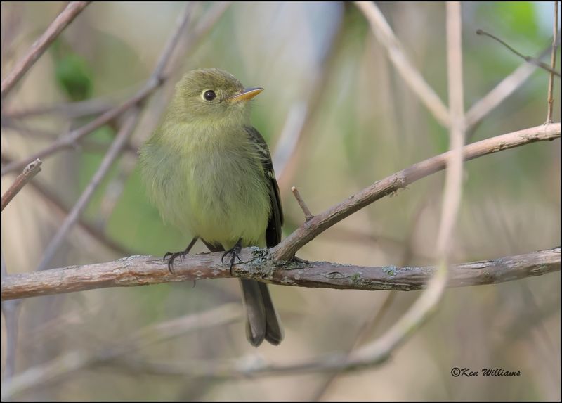 Yellow-bellied Flycatcher, Magee Marsh, OH, 05_24_2023.0L0A8299Dz.jpg