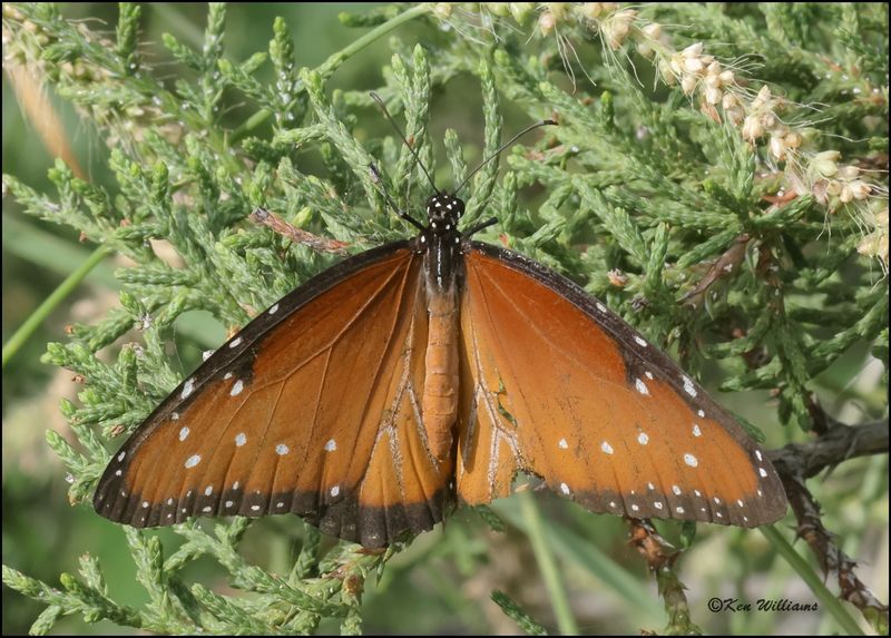 Queen, Palo Duro Canyon State Park, TX,10-1-2022_0L0A9533Dz.jpg
