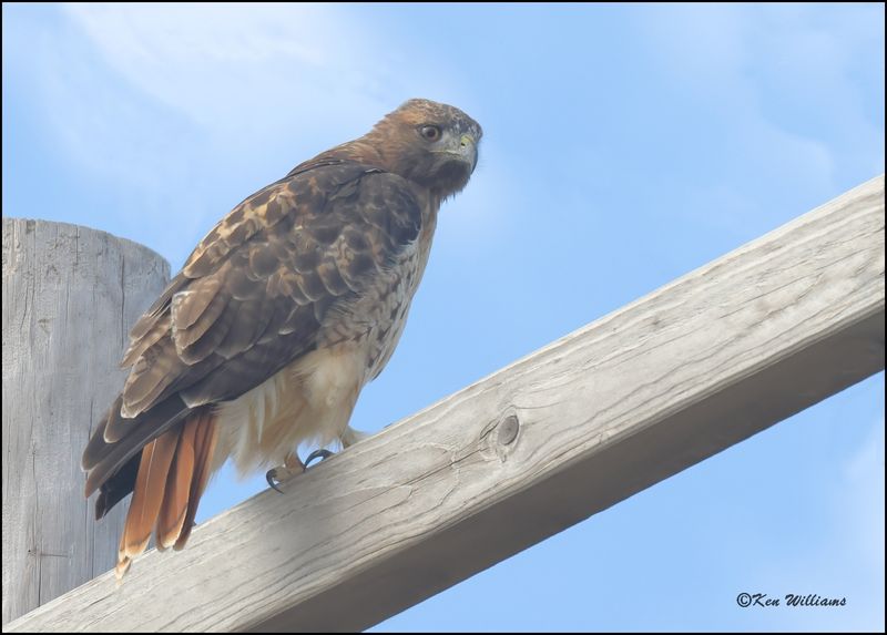 Red-tailed Hawk, Palo Duro Canyon State Park, TX,10-1-2022_0L0A9560Dz.jpg