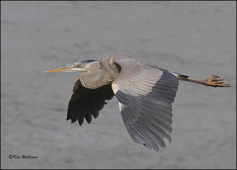 Great Blue Heron juvenile, Cherokee Co, OK, 3-20-2023_0L0A9516D-dz.jpg