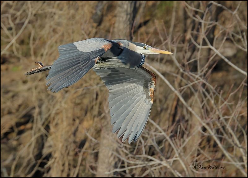 Great Blue Heron, Cherokee Co, OK, 3-20-2023_0L0A8663Dz.jpg