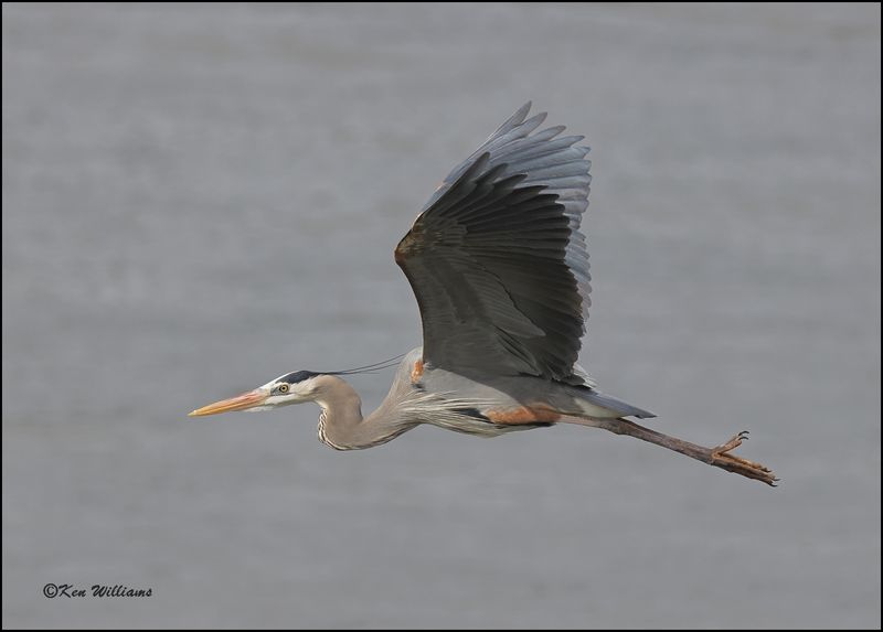 Great Blue Heron, Cherokee Co, OK, 3-20-2023_0L0A9060Dz.jpg