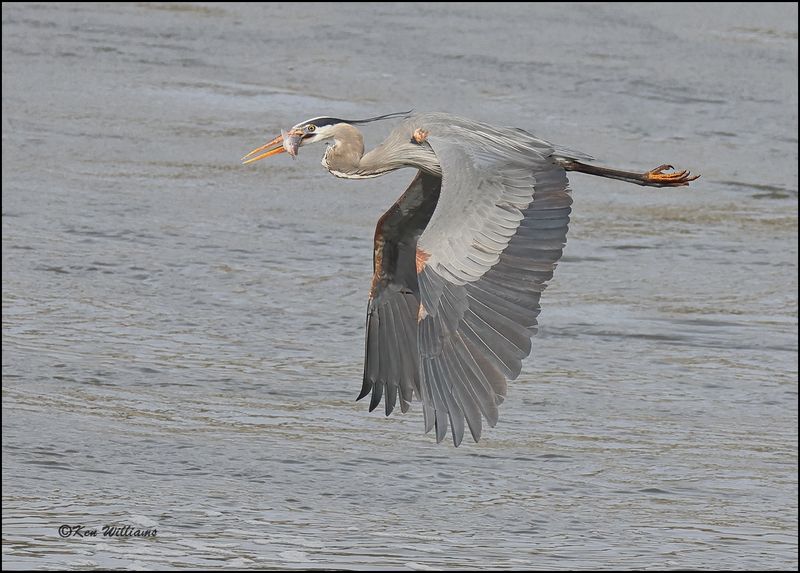 Great Blue Heron, Cherokee Co, OK, 3-20-2023_0L0A9069Dz.jpg