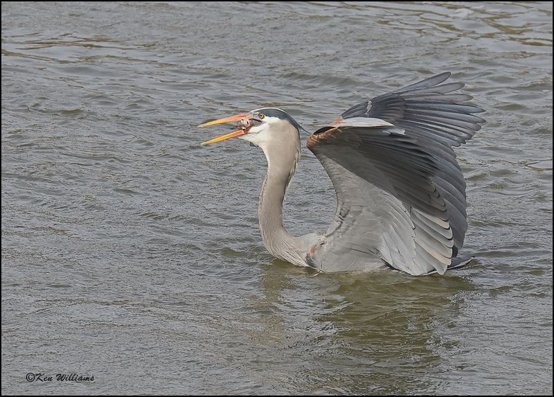 Great Blue Heron, Cherokee Co, OK, 3-20-2023_0L0A9125Dz.jpg