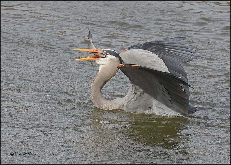Great Blue Heron, Cherokee Co, OK, 3-20-2023_0L0A9126Dz.jpg