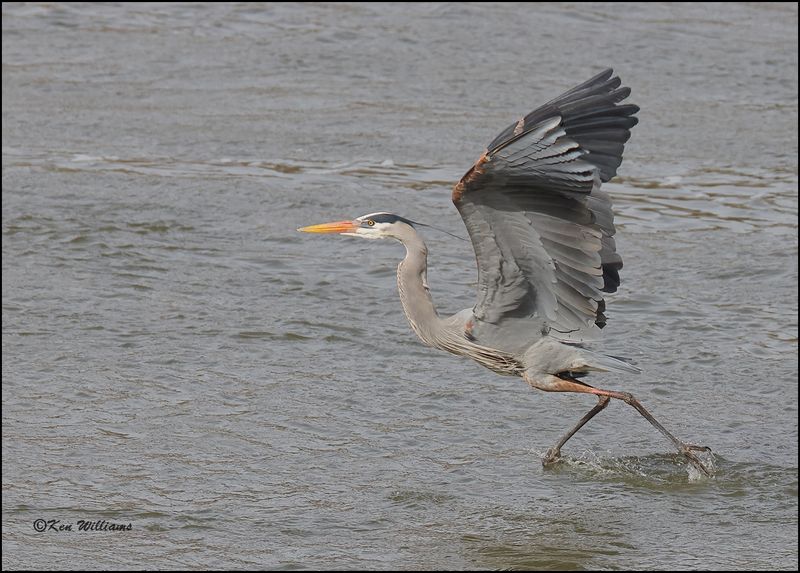 Great Blue Heron, Cherokee Co, OK, 3-20-2023_0L0A9138Dze.jpg